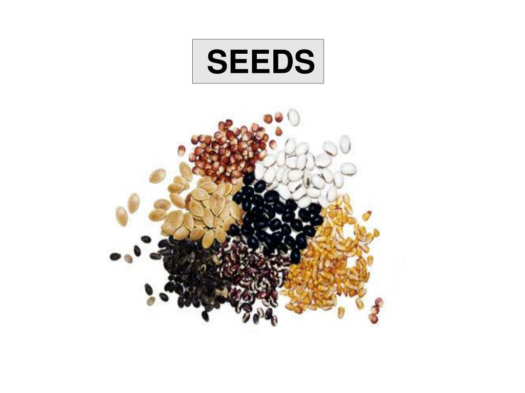 PPT - SEEDS PowerPoint Presentation, free download - ID:3022035
