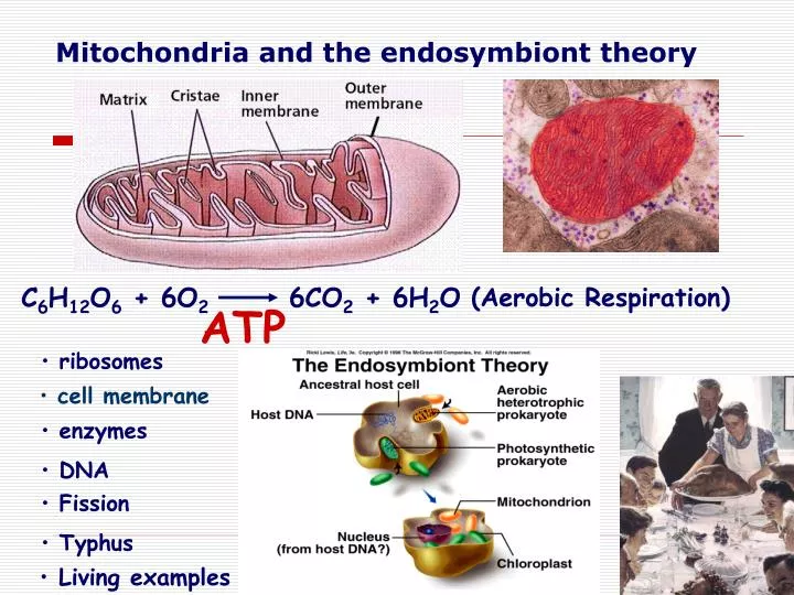 mitochondria and the endosymbiont theory