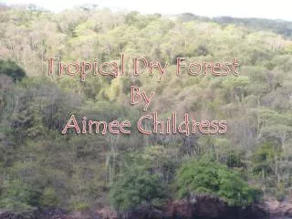 Tropical Dry Forest By Aimee Childress