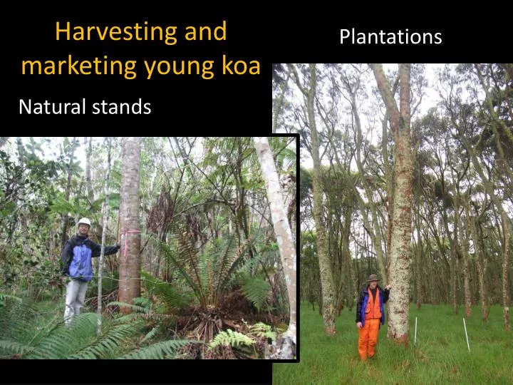 harvesting and marketing young koa