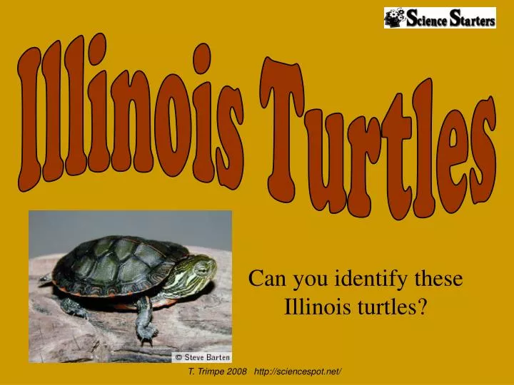 can you identify these illinois turtles