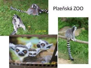plze sk zoo