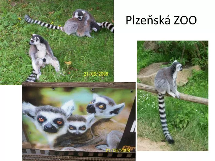plze sk zoo