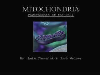 Mitochondria Powerhouses of the Cell