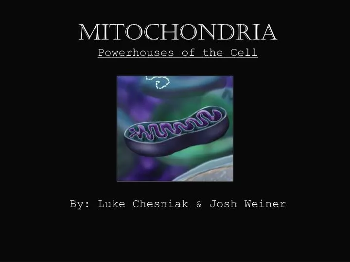 mitochondria powerhouses of the cell