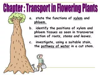 state the functions of xylem and phloem.