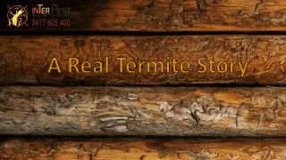 A Real Termite Story