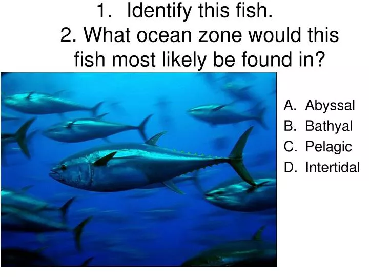 identify this fish 2 what ocean zone would this fish most likely be found in