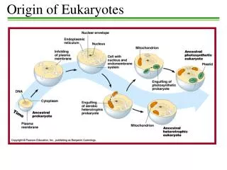 Origin of Eukaryotes