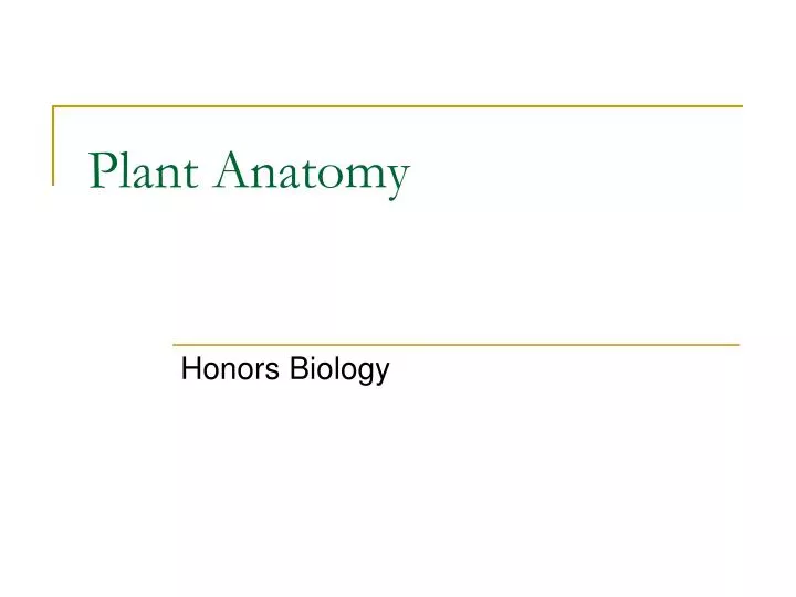 plant anatomy