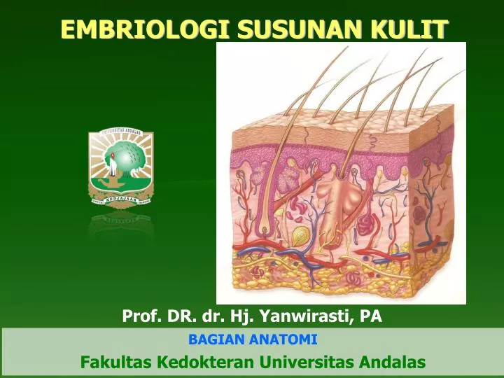 embriologi susunan kulit