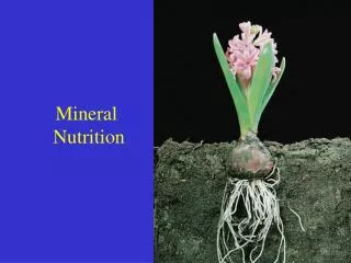 Mineral Nutrition