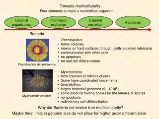 Towards multicellularity