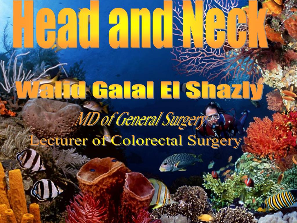 PPT - Head And Neck PowerPoint Presentation, free download - ID:3026576