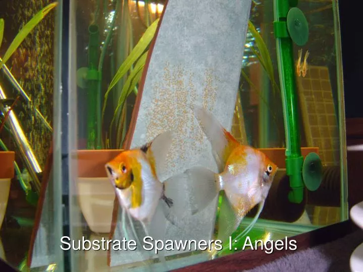 substrate spawners i angels