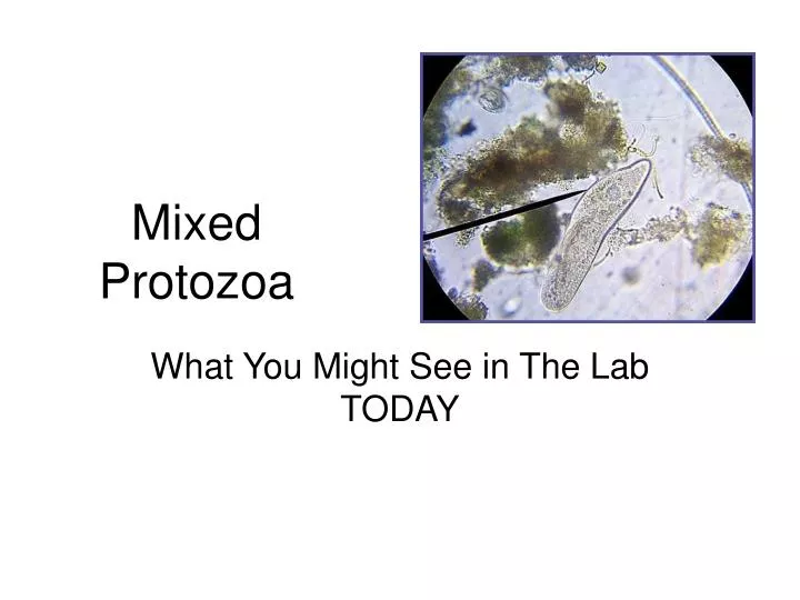 mixed protozoa