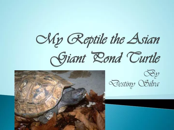 my reptile the asian giant pond turtle