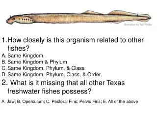 How closely is this organism related to other fishes? Same Kingdom. Same Kingdom &amp; Phylum