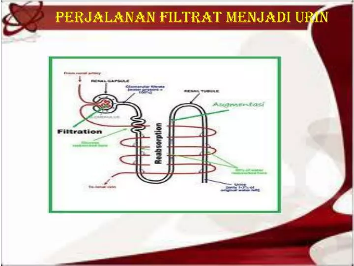 perjalanan filtrat menjadi urin