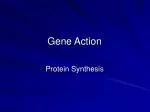 Gene Action - slide 1