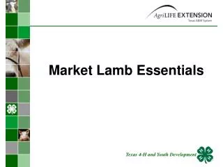 Market Lamb Essentials