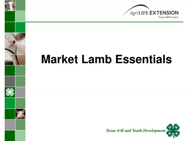 market lamb essentials