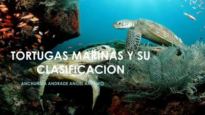tortugas marinas y su clasificacion