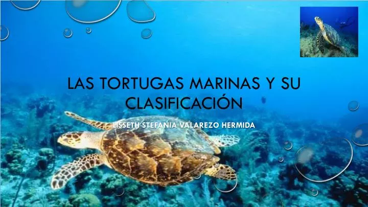 las tortugas marinas y su clasificaci n