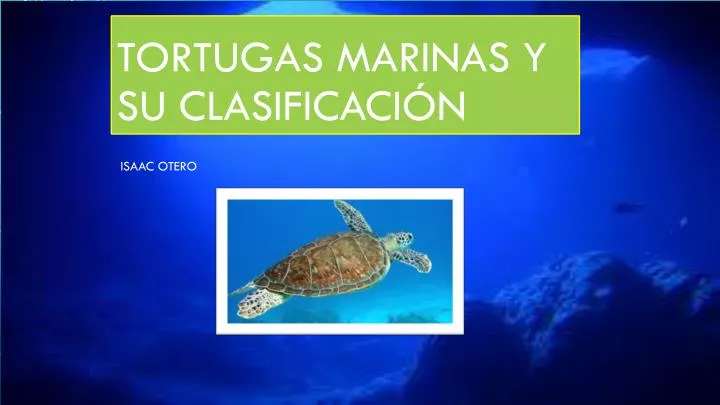 tortugas marinas y su clasificaci n