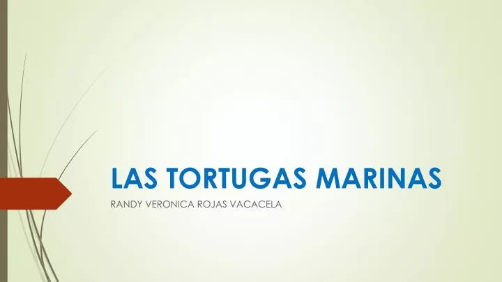 las tortugas marinas