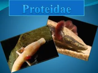 Proteidae