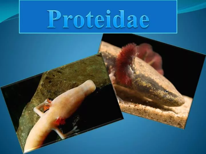 proteidae