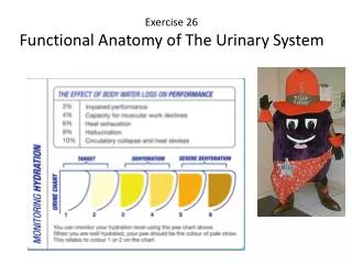 Exercise 26 Functional Anatomy of The Urinary System
