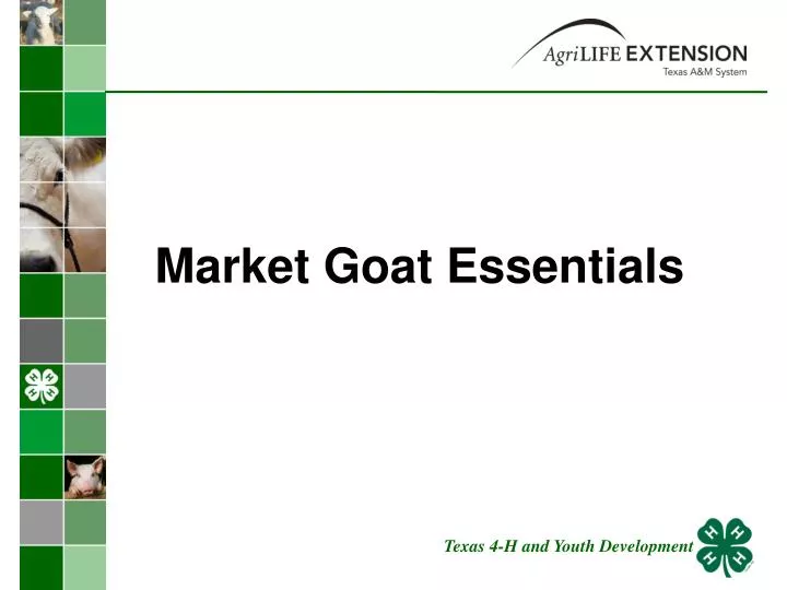 market goat essentials