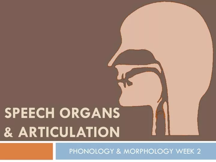 speech organs articulation