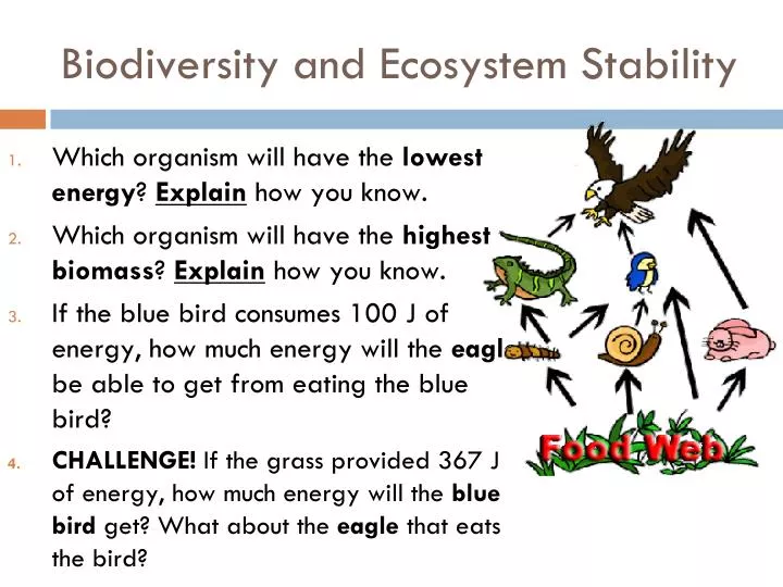 biodiversity and ecosystem stability