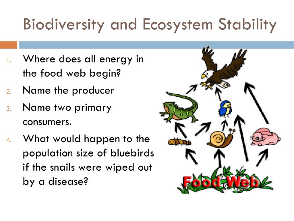 PPT - Biodiversity and Ecosystem Stability PowerPoint Presentation ...
