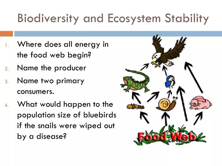 biodiversity and ecosystem stability