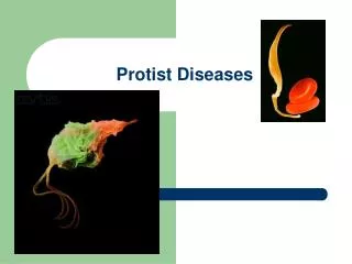 Protist Diseases