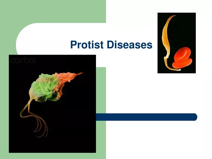 protist diseases