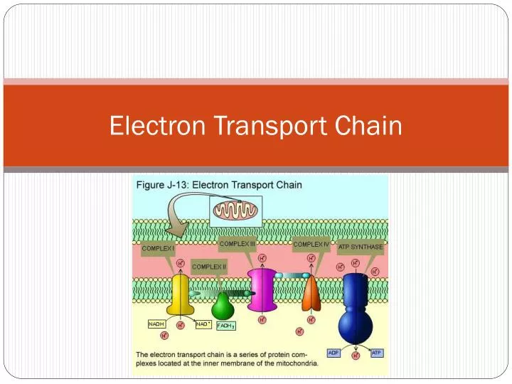 electron transport chain