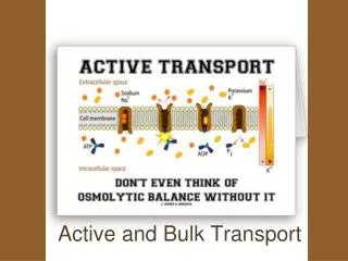 Active and Bulk Transport