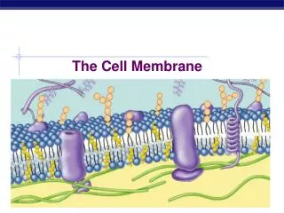 The Cell Membrane