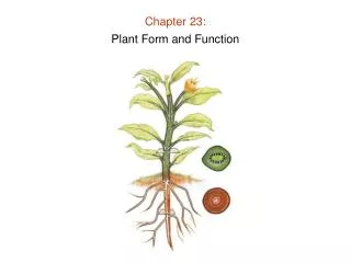 Chapter 23: Plant Form and Function