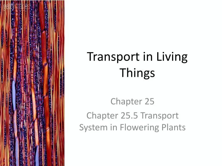 transport in living things