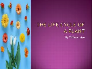 The Life Cycle of A Plant