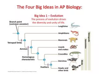 The Four Big Ideas in AP Biology: