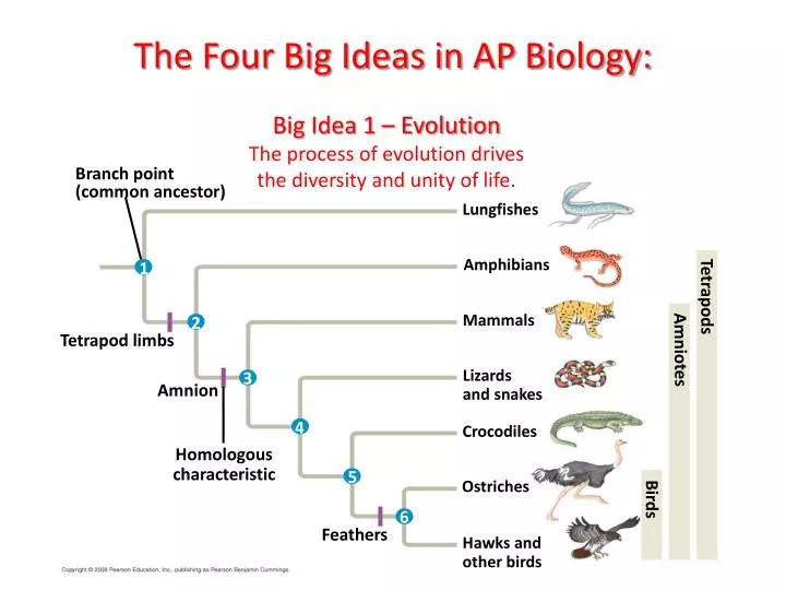 the four big ideas in ap biology