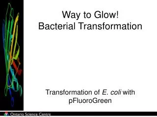 Way to Glow! Bacterial Transformation