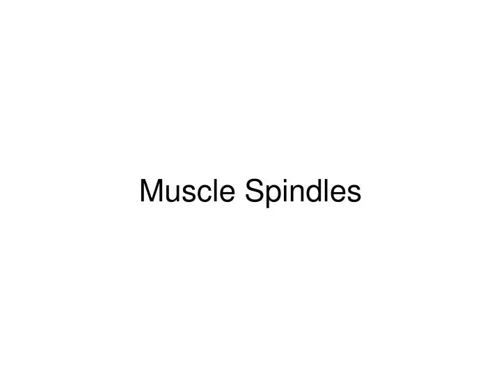 muscle spindles